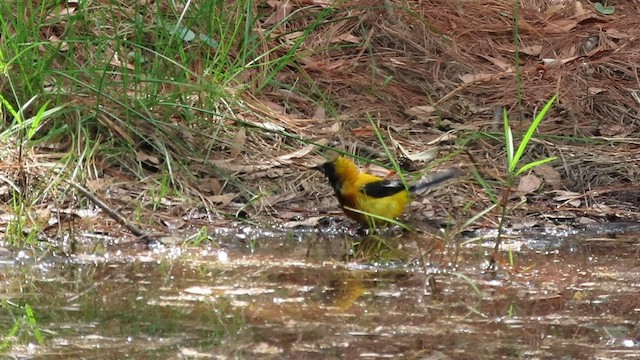 Yellow-backed Oriole - ML591332031