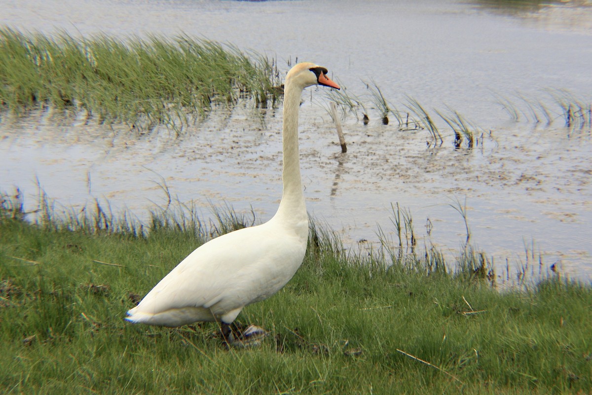 Mute Swan - ML591332861