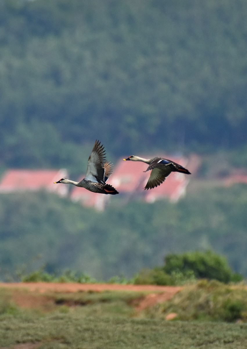 Indian Spot-billed Duck - ML591332991