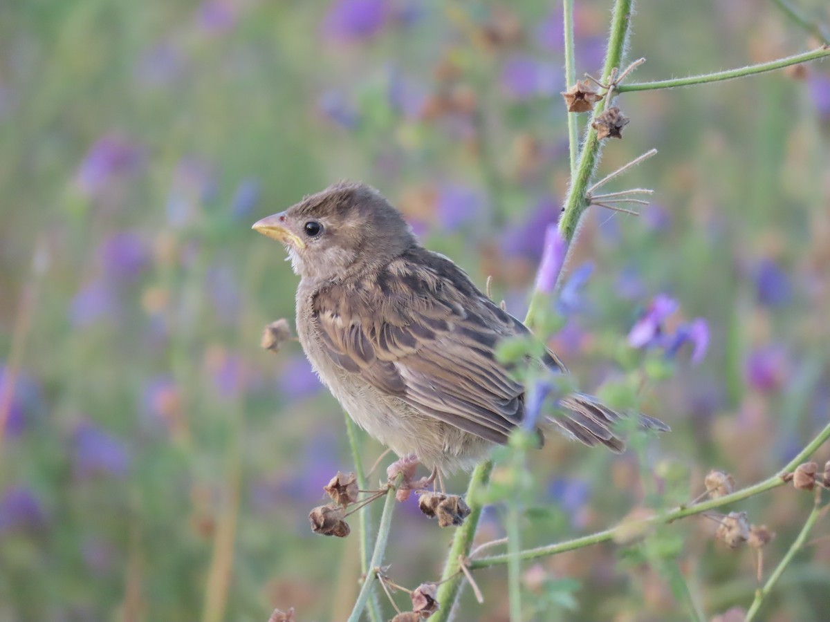 House Sparrow - ML591333251