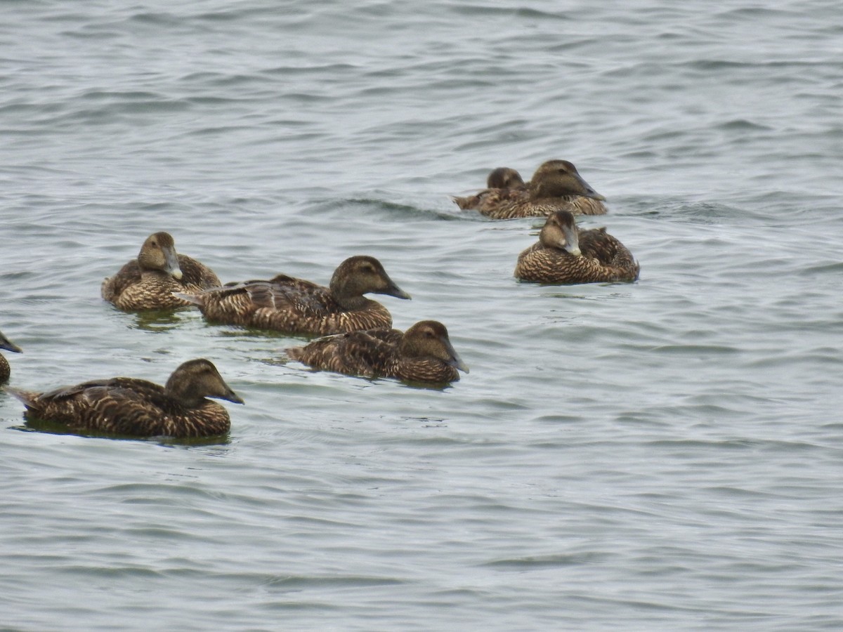 Common Eider - ML591334291