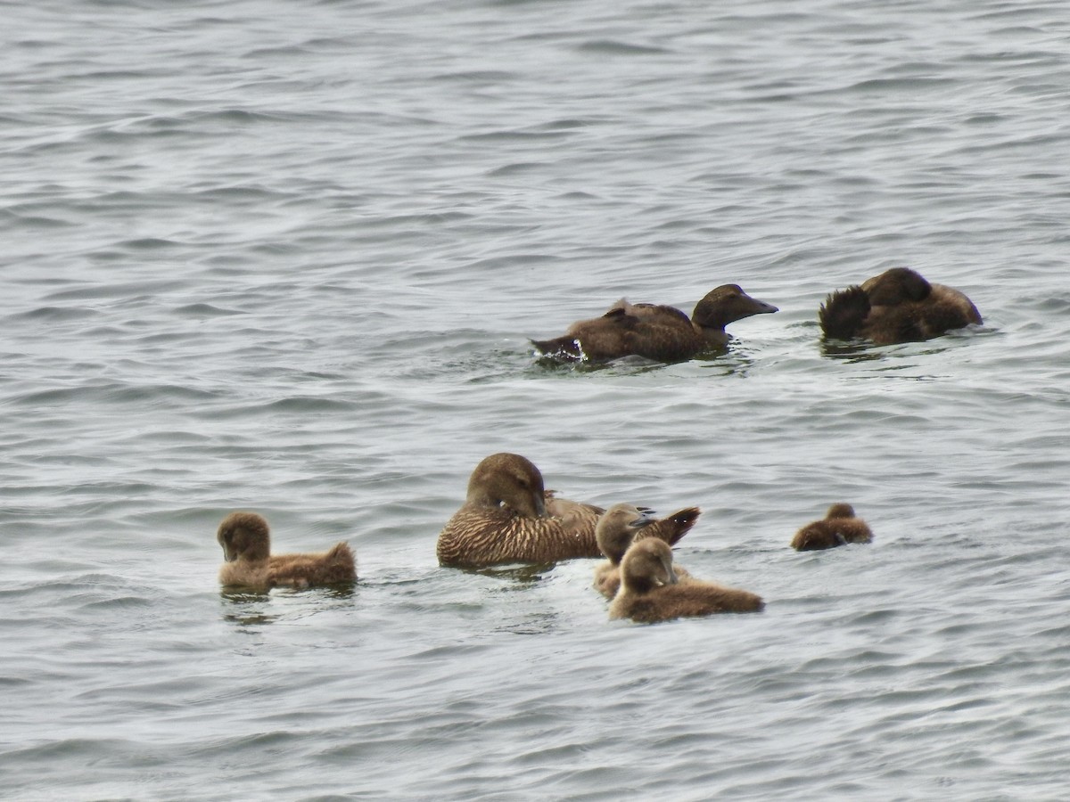 Common Eider - ML591334321