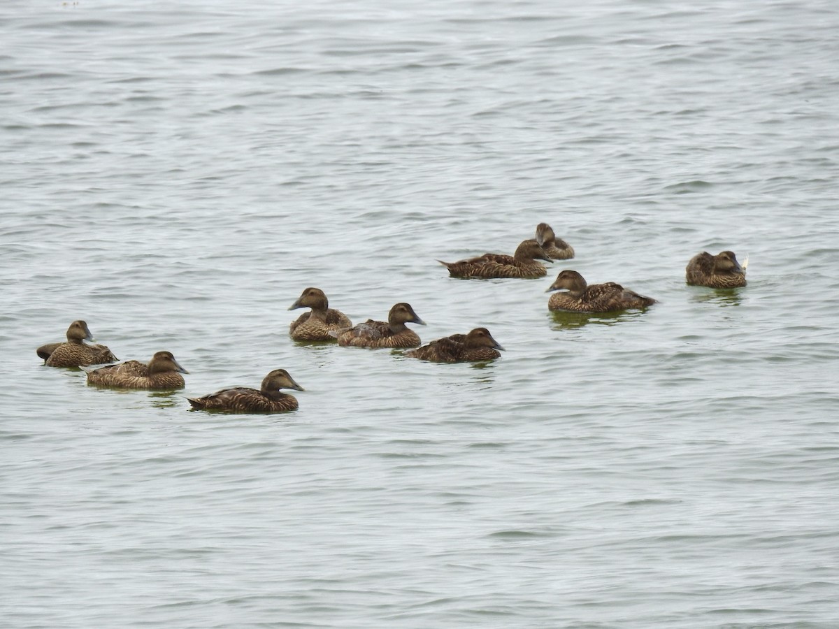 Common Eider - ML591334331