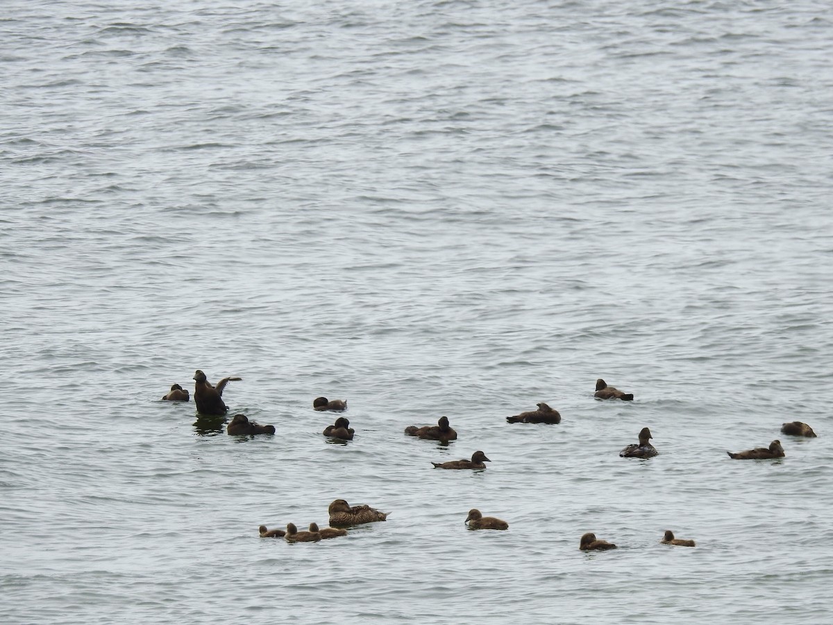 Common Eider - ML591334341