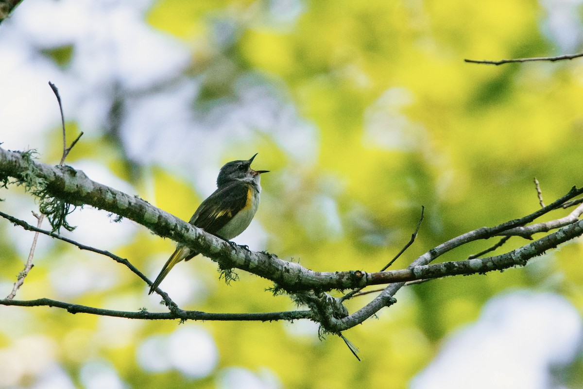 American Redstart - ML591335781