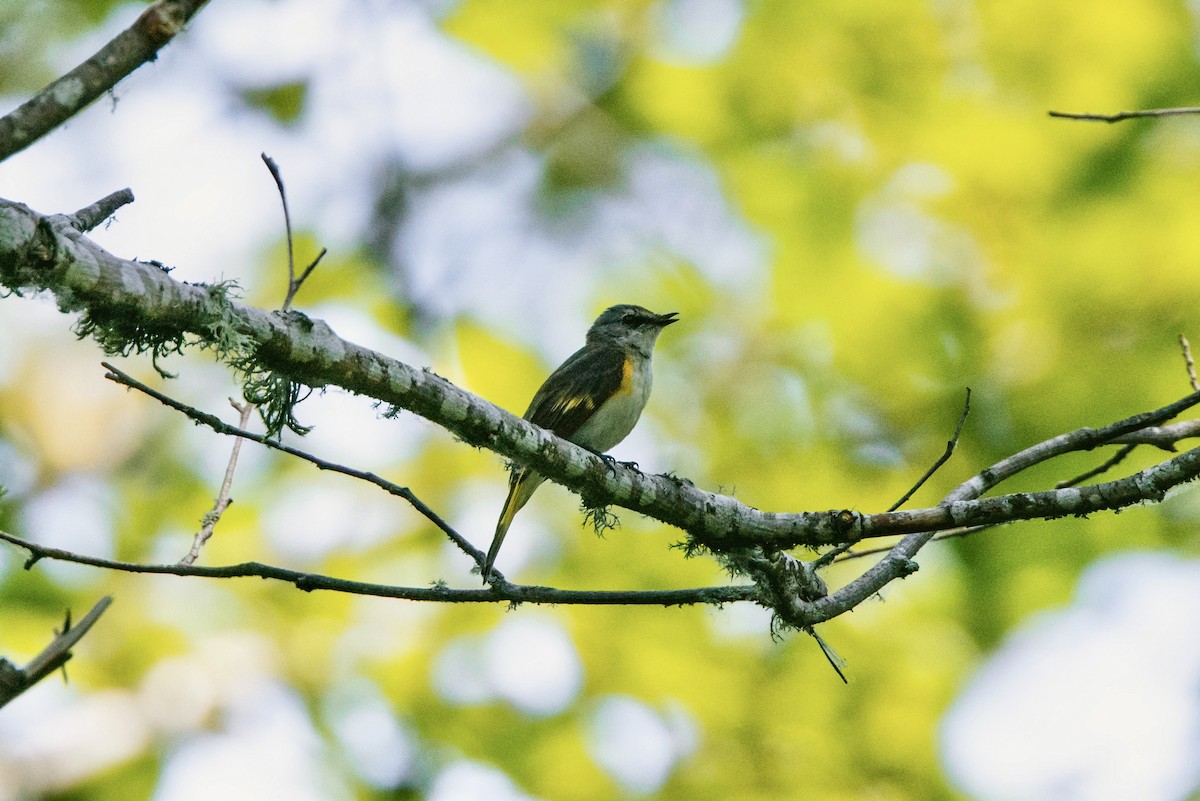 American Redstart - ML591335791