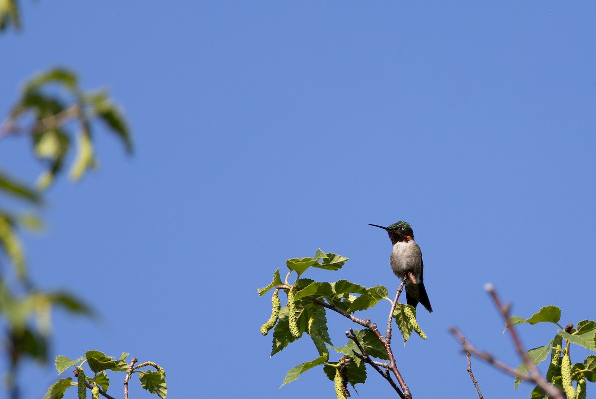 Ruby-throated Hummingbird - ML591335811