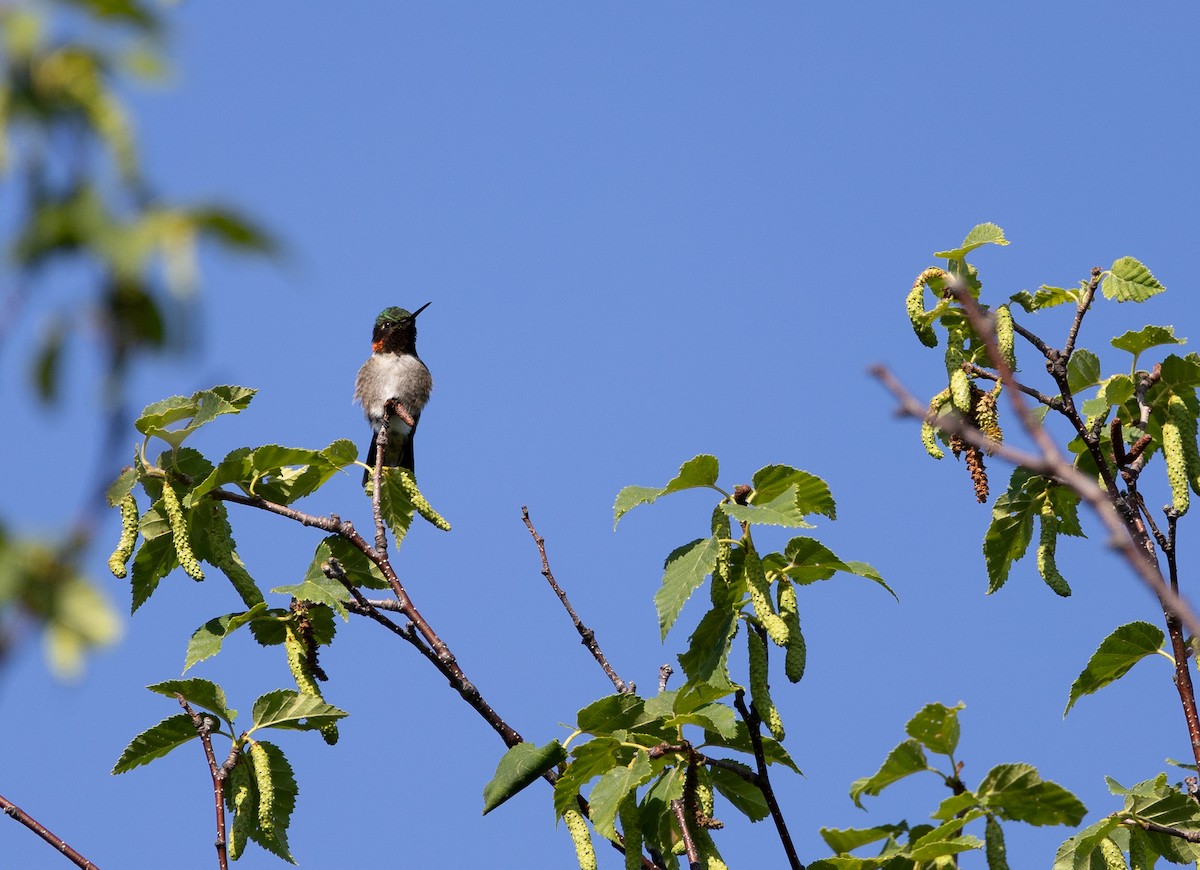 Ruby-throated Hummingbird - ML591335821