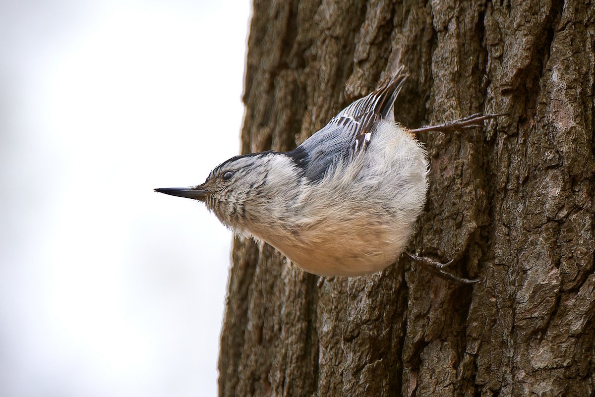 White-breasted Nuthatch - ML591335921