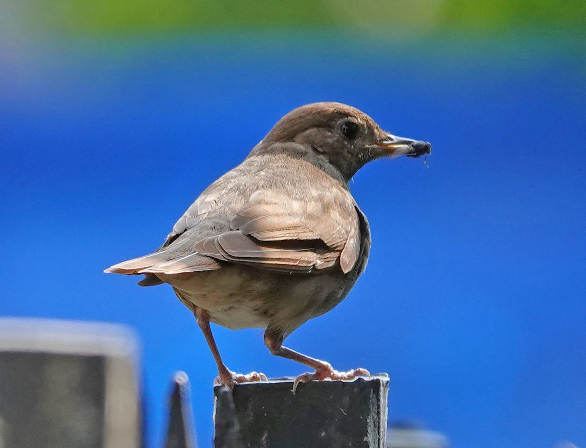 Thrush Nightingale - ML591336531