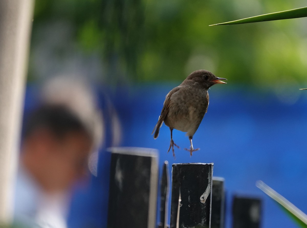 Thrush Nightingale - ML591336541