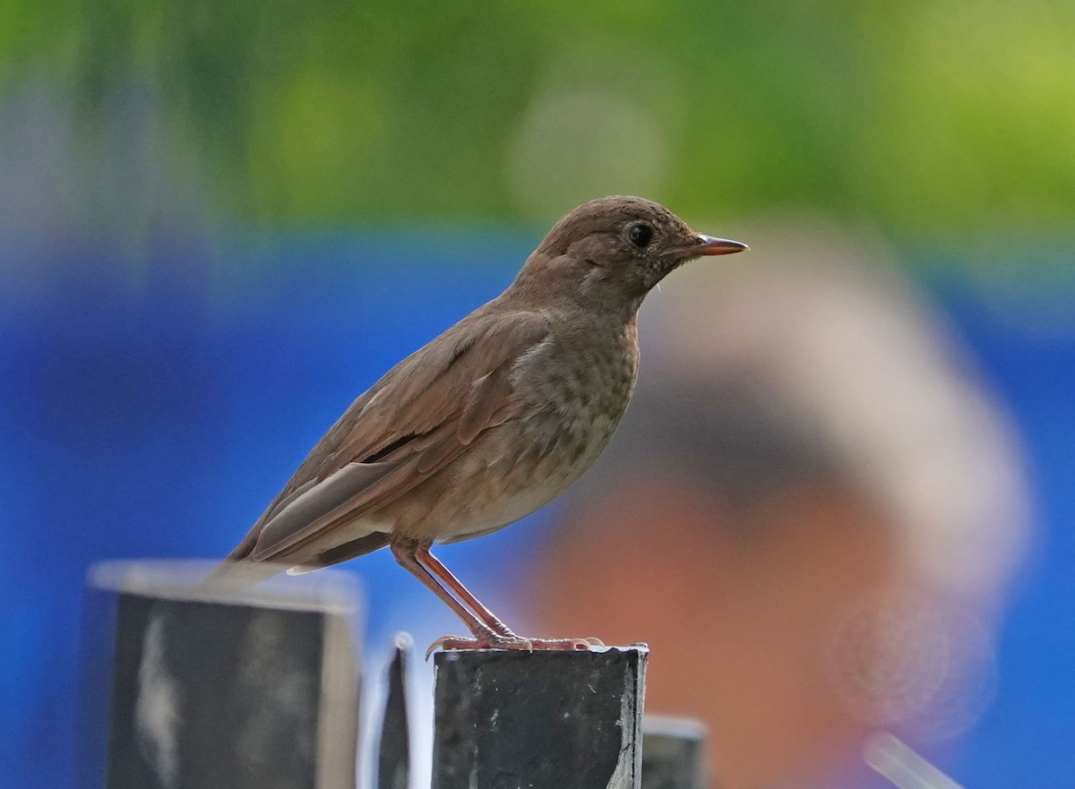 Thrush Nightingale - ML591336551
