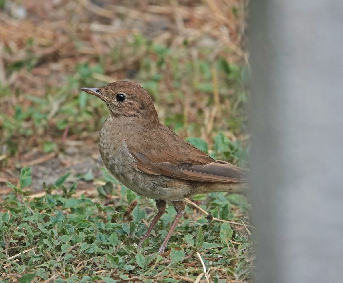 Thrush Nightingale - ML591336571