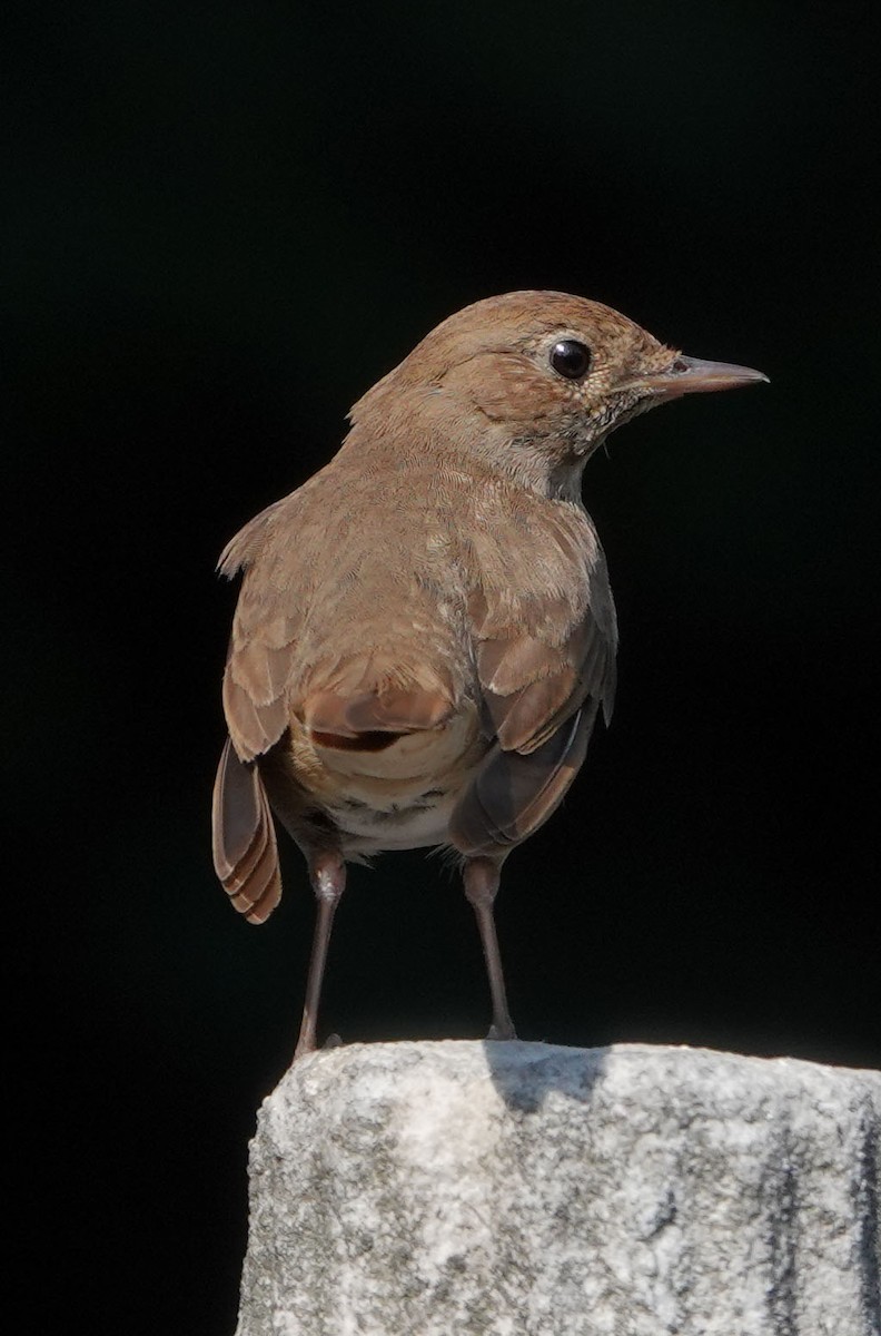 Thrush Nightingale - ML591336591