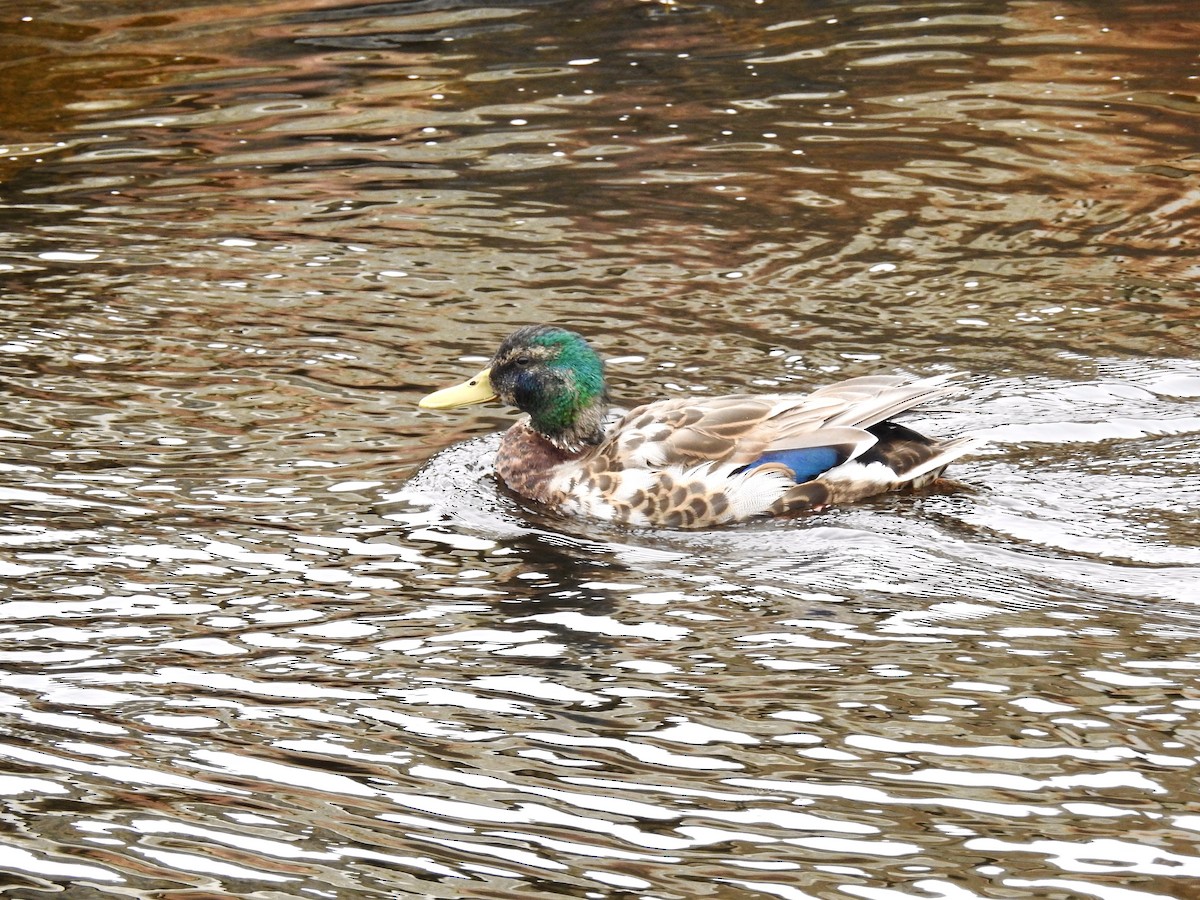 Canard colvert - ML591339211