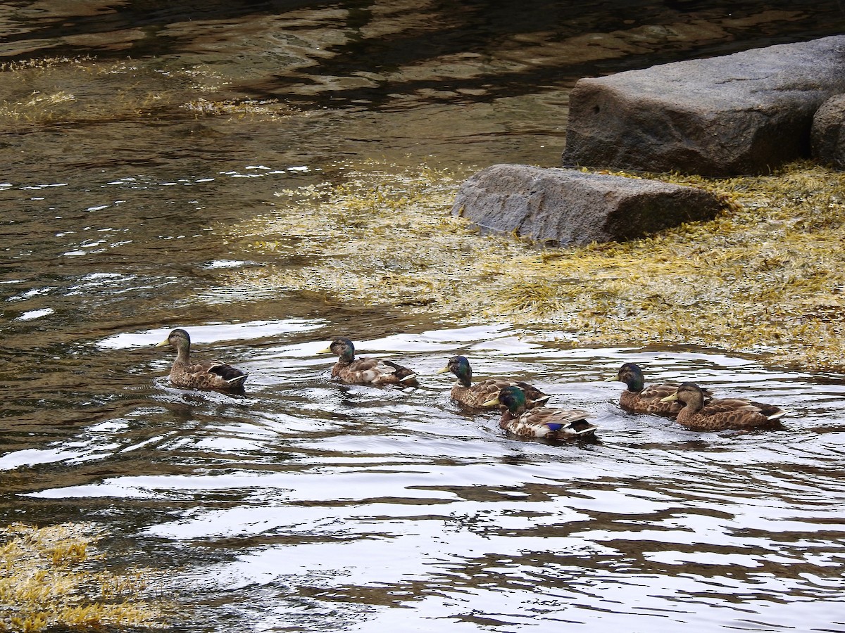 Canard colvert - ML591339221