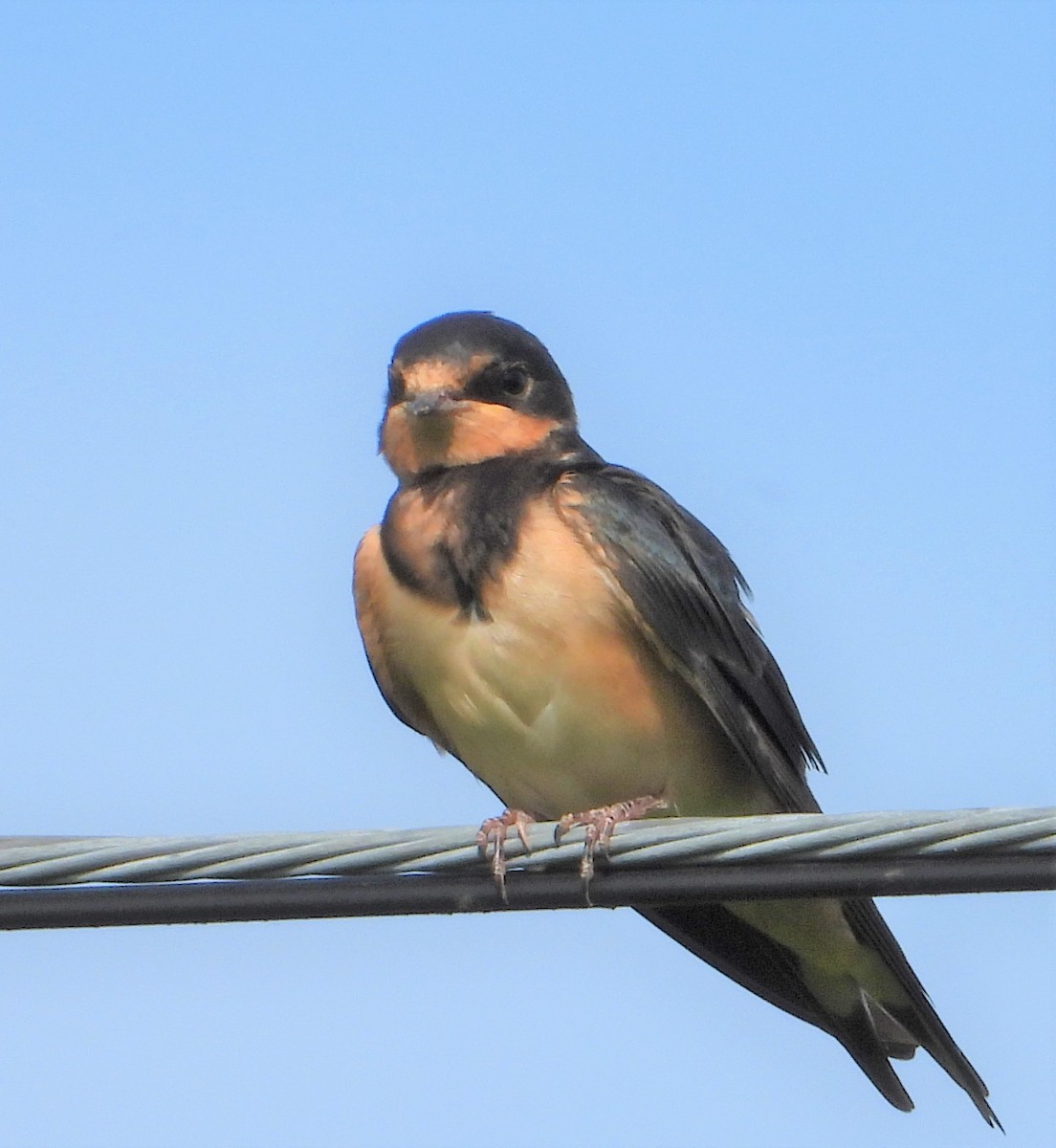 Barn Swallow - ML591340171