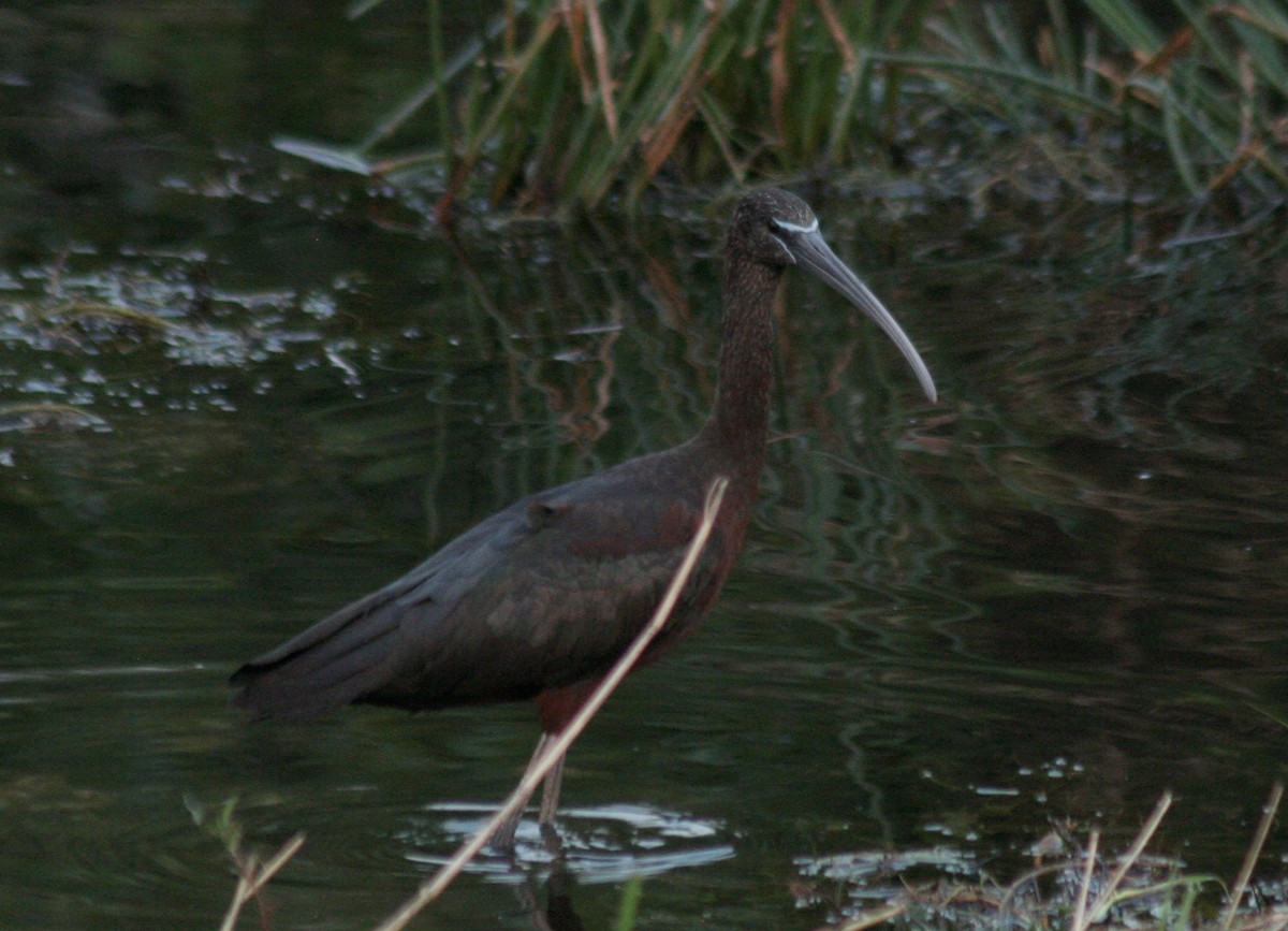 ibis hnědý - ML591340671