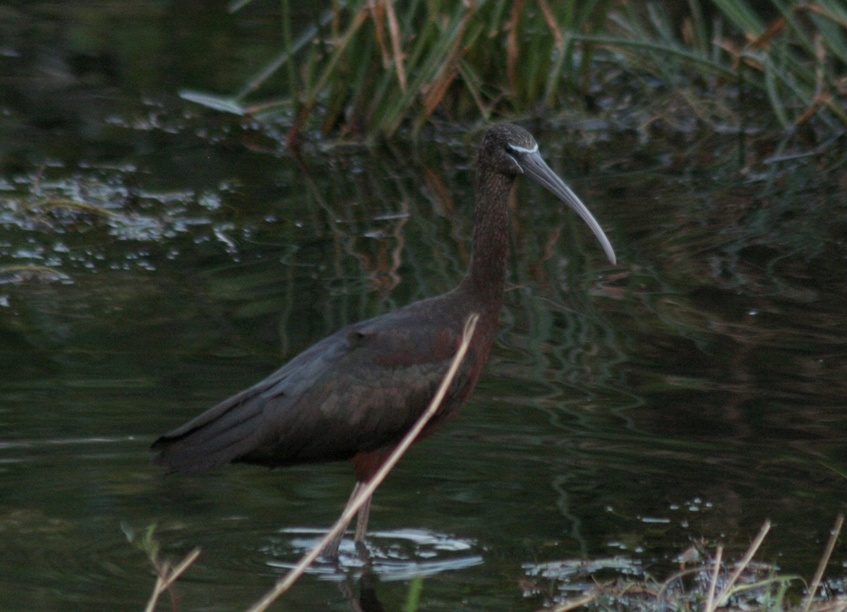 Glossy Ibis - ML591340671