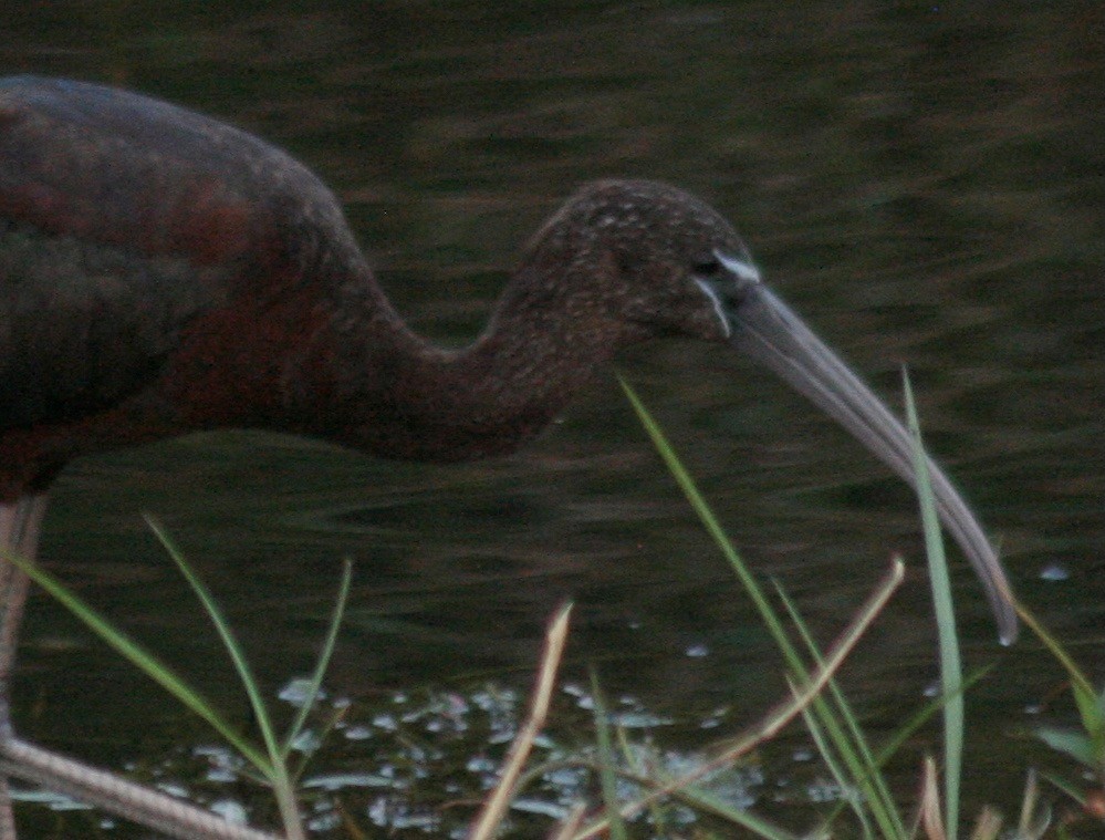 Glossy Ibis - ML591340681