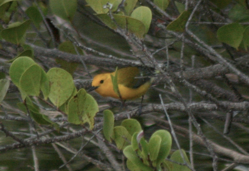 Prothonotary Warbler - ML591340761