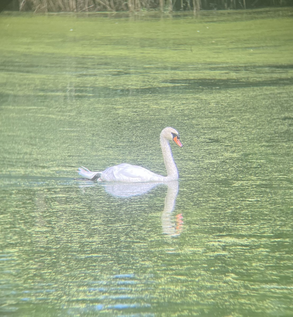 Mute Swan - ML591341181