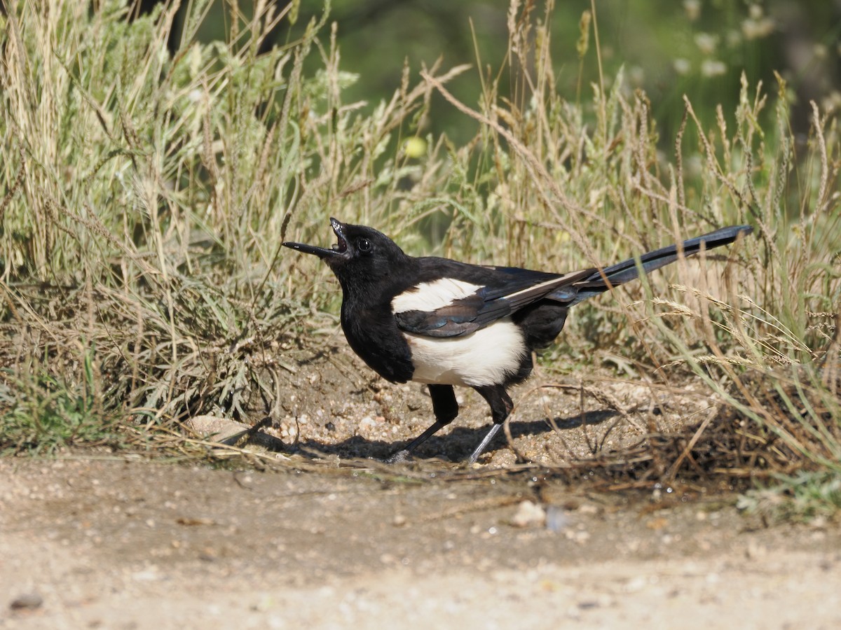 Eurasian Magpie - ML591341231