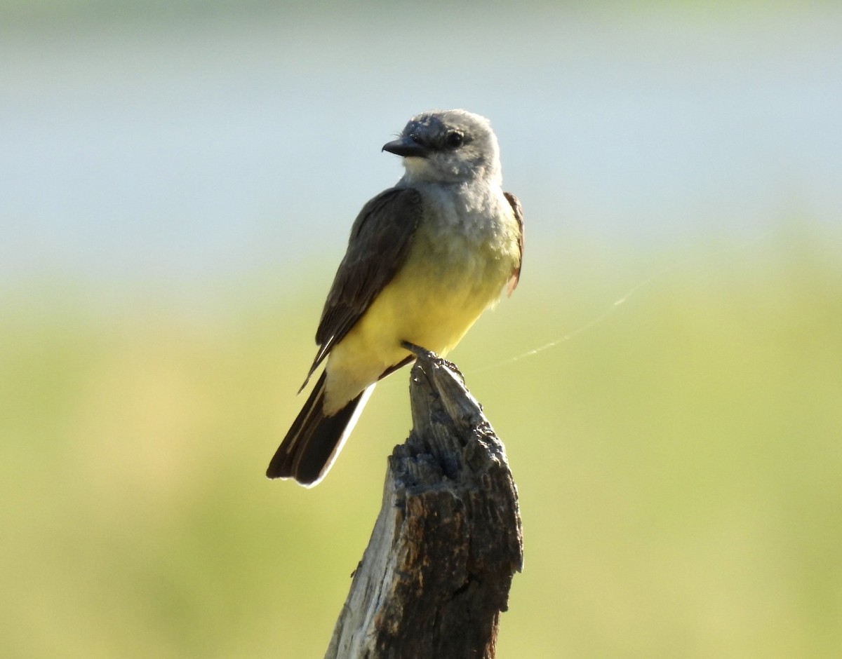 Western Kingbird - ML591344881