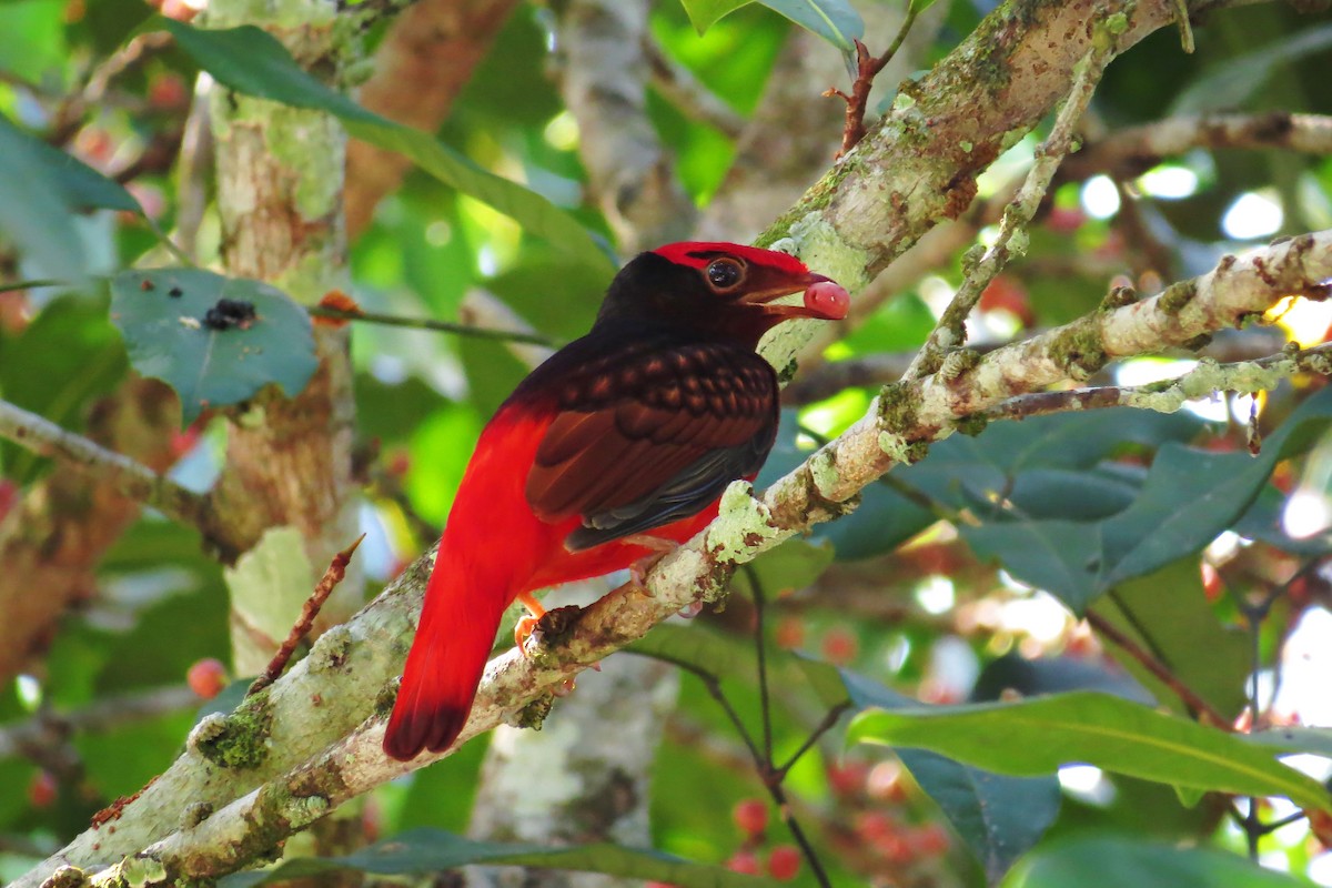 Guianan Red-Cotinga - ML591345801