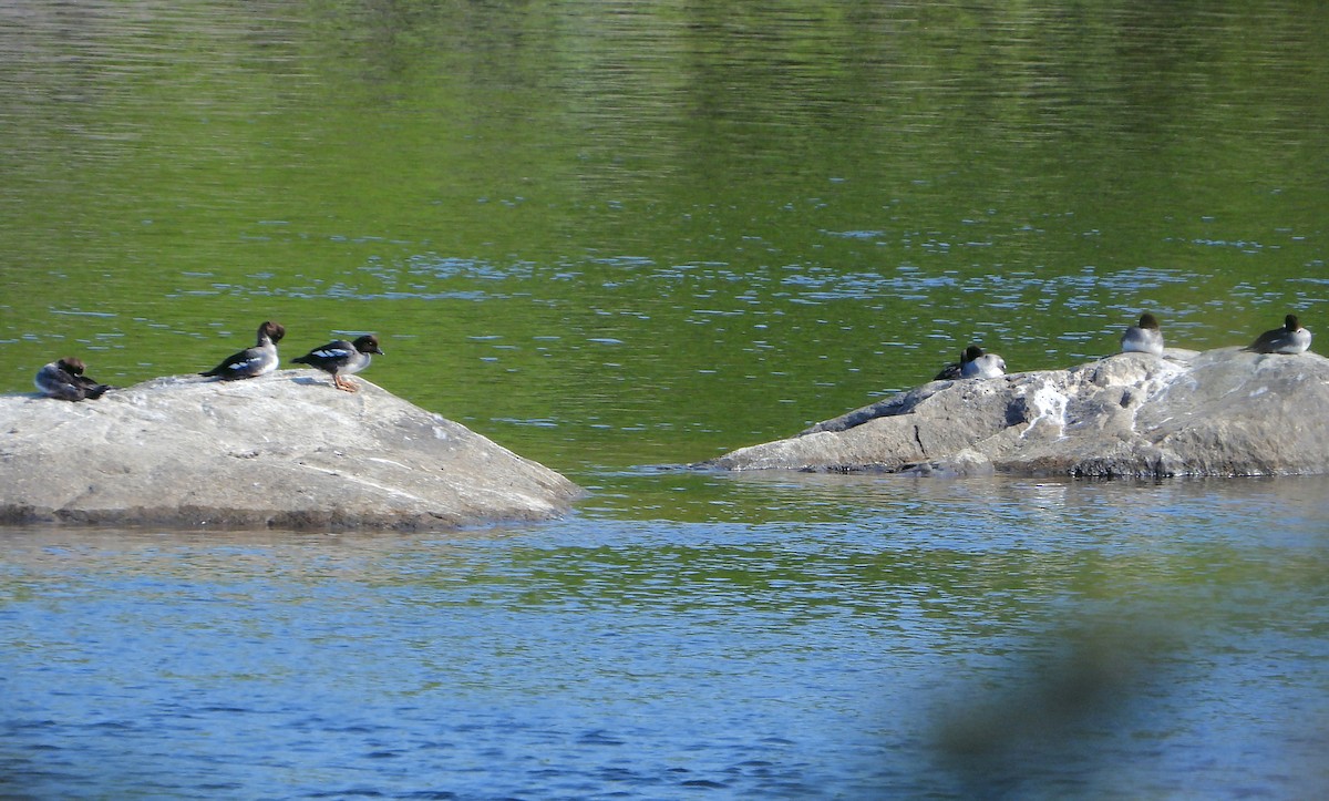 Common Goldeneye - ML591346141