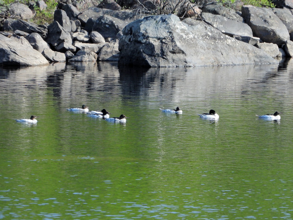 Common Merganser - ML591346191