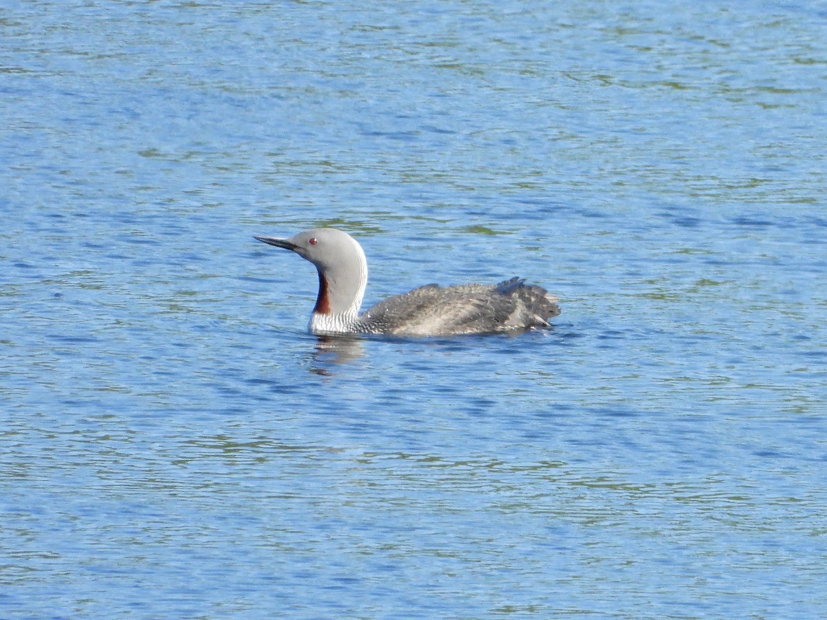 Red-throated Loon - ML591346341