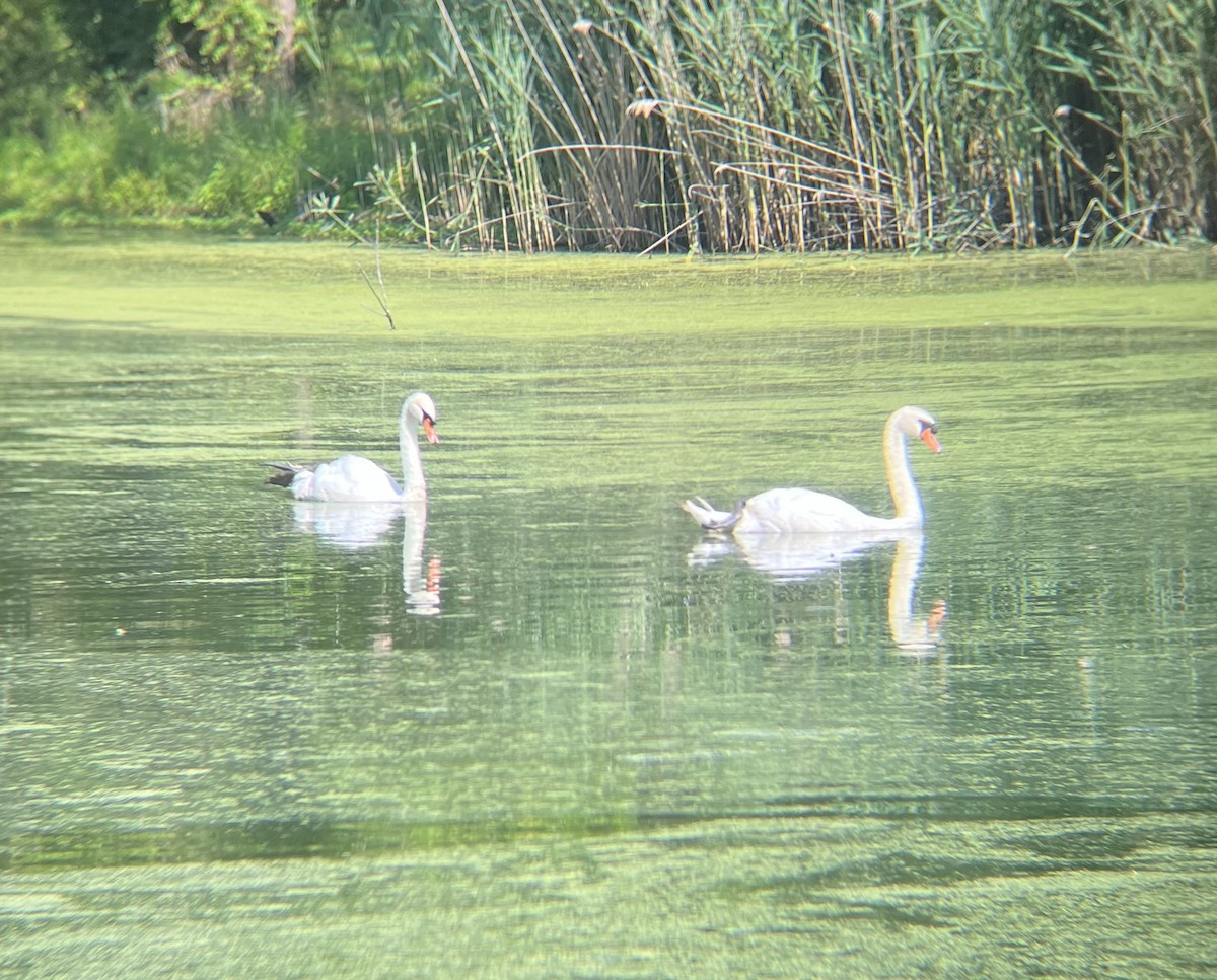 Mute Swan - ML591346371