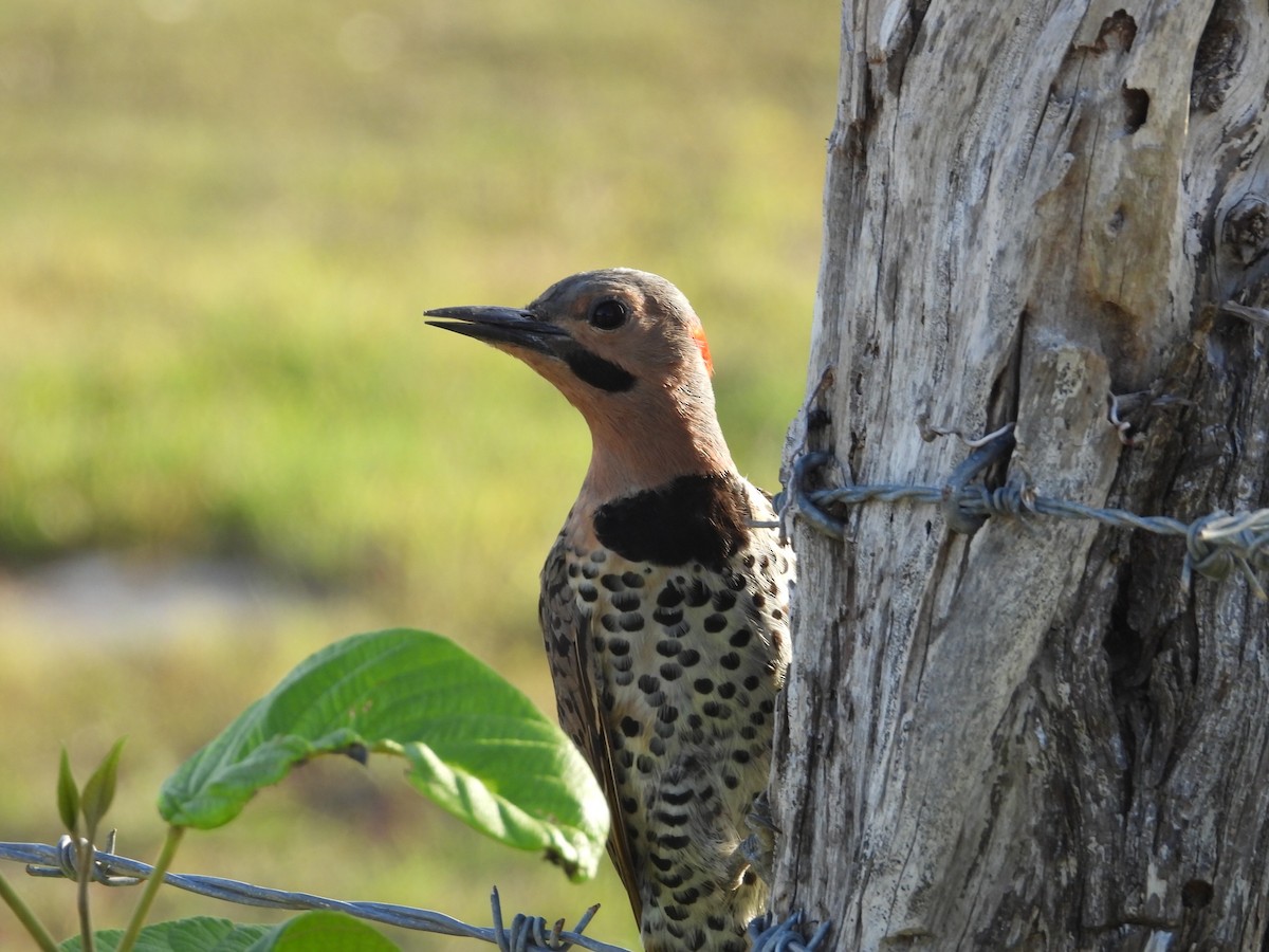 Northern Flicker (Grand Cayman I.) - ML591346681