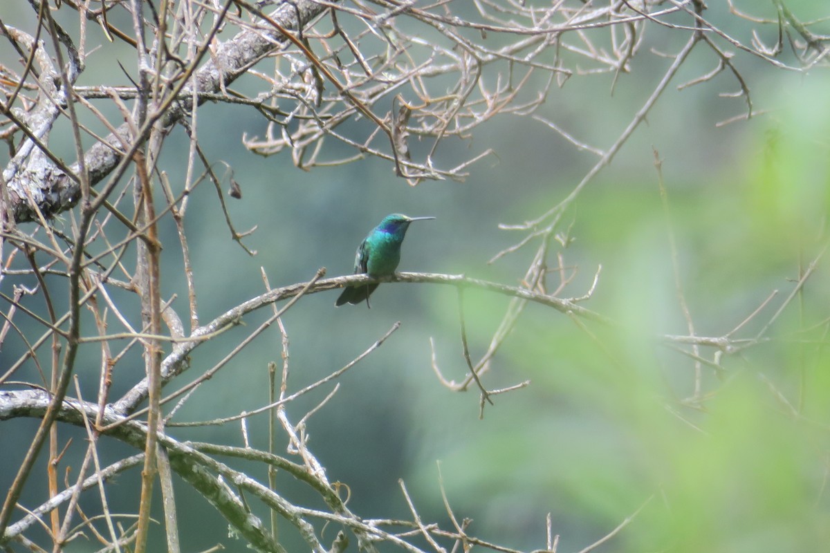 kolibřík modrolící - ML591349071