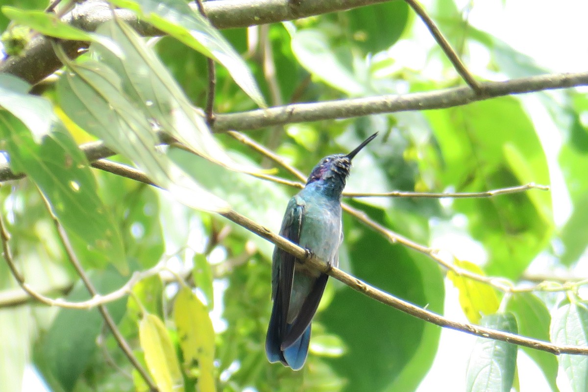 kolibřík modrouchý - ML591349101