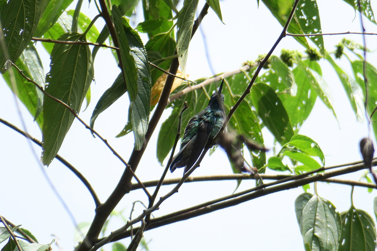 kolibřík modrouchý - ML591349111