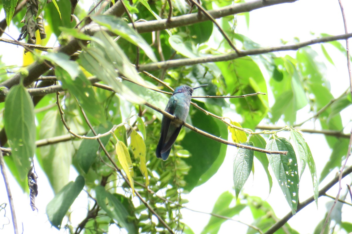 Colibrí Oreja Violeta Menor - ML591349131