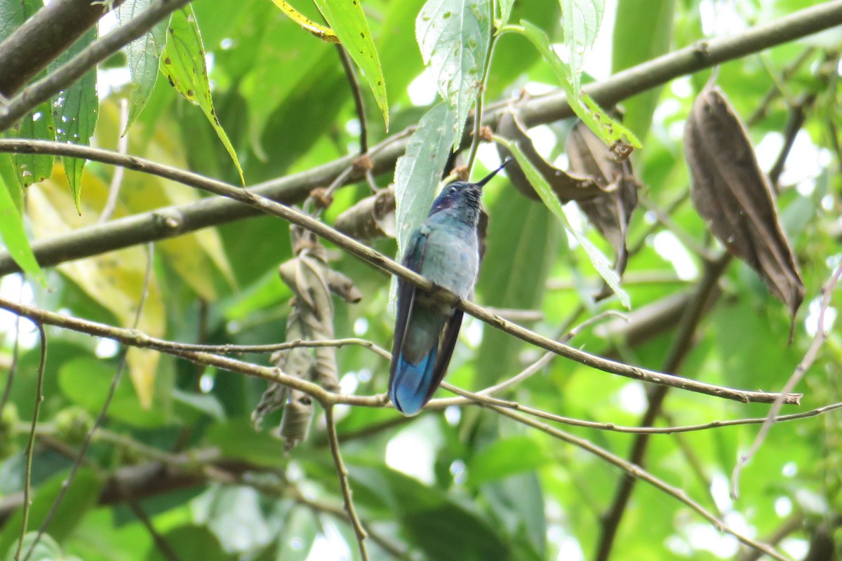 kolibřík modrouchý - ML591349141