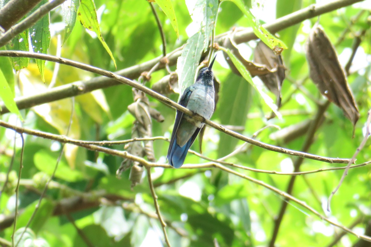 kolibřík modrouchý - ML591349151