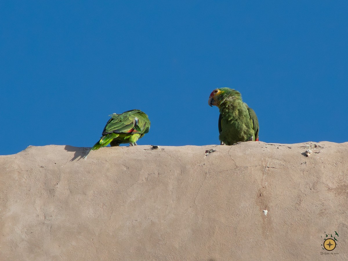 Red-crowned x Red-lored Amazon (hybrid) - ML591349191