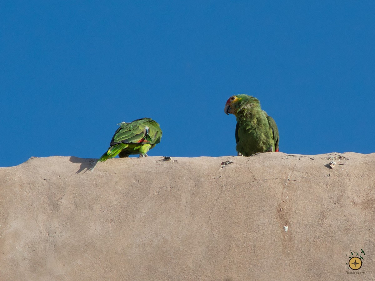 Red-crowned x Red-lored Parrot (hybrid) - ML591349191