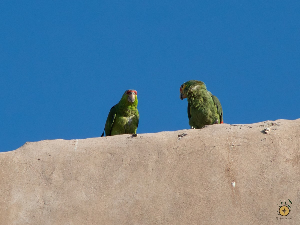 Red-crowned x Red-lored Parrot (hybrid) - ML591349201