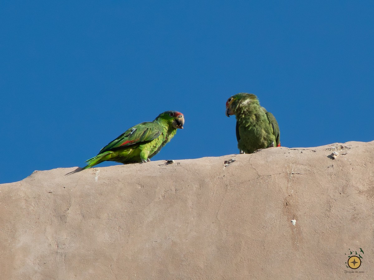 Red-crowned x Red-lored Parrot (hybrid) - ML591349211