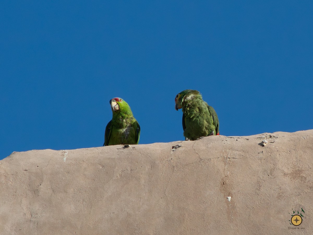 Red-crowned x Red-lored Parrot (hybrid) - ML591349221