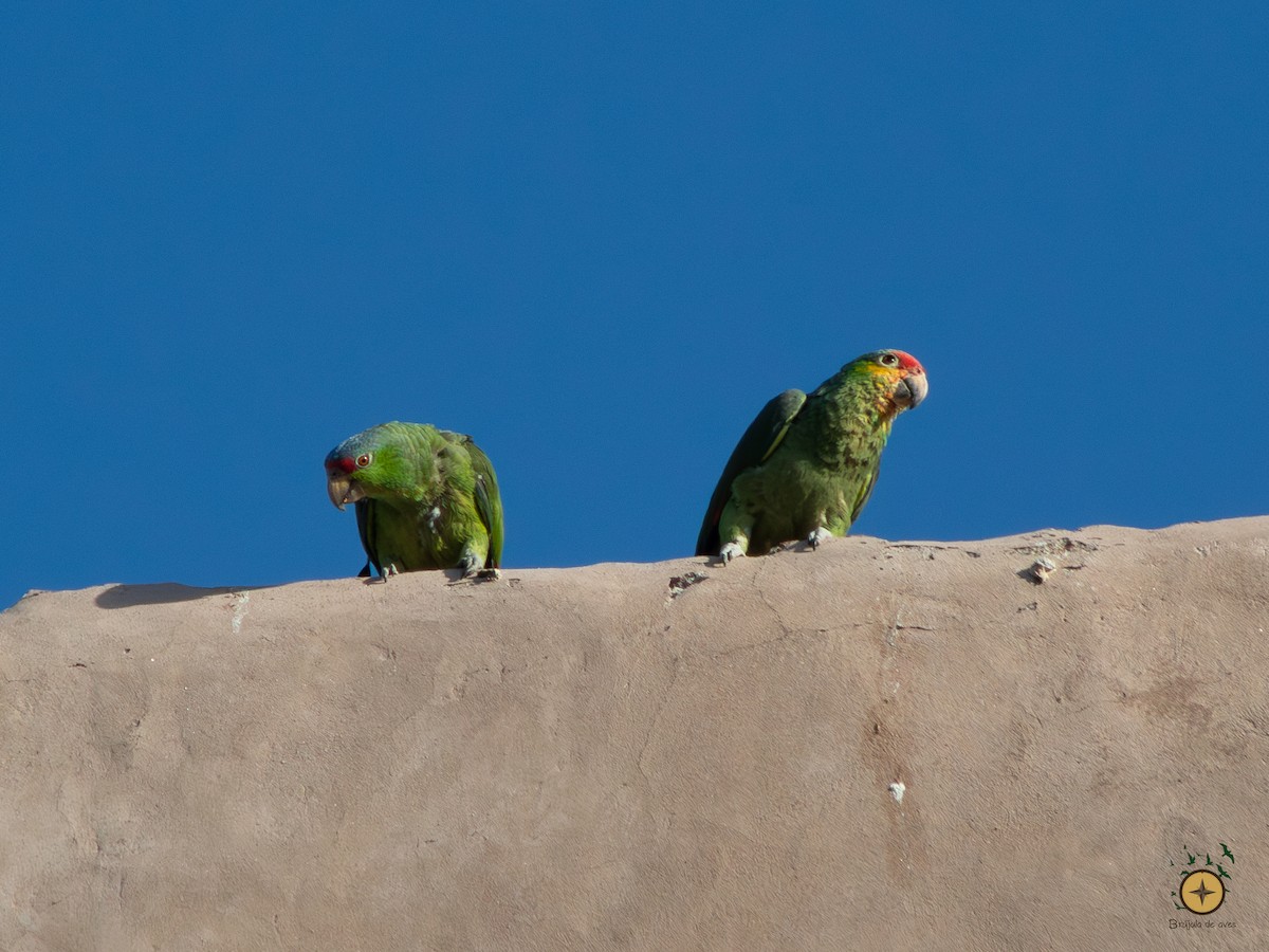 Red-crowned x Red-lored Parrot (hybrid) - ML591349231