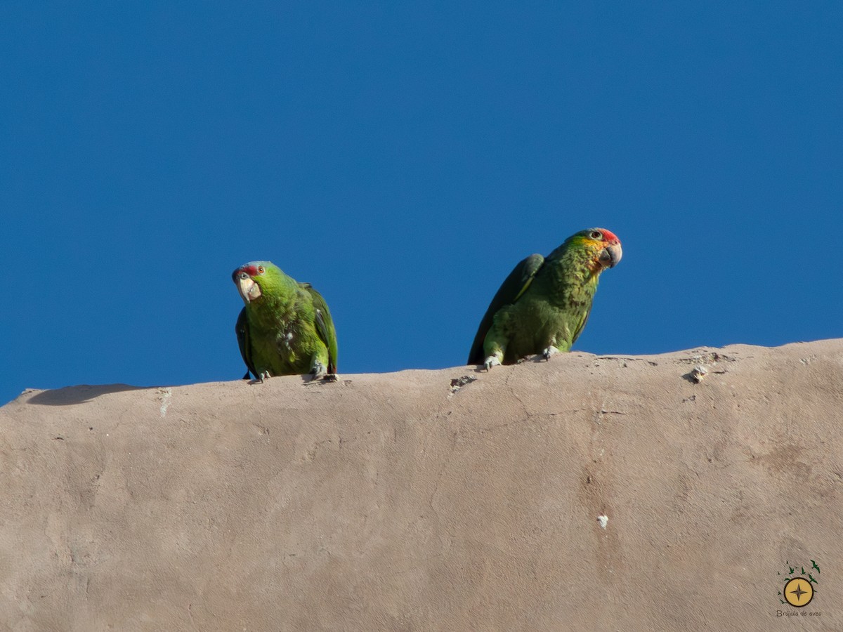 Red-crowned x Red-lored Amazon (hybrid) - ML591349241