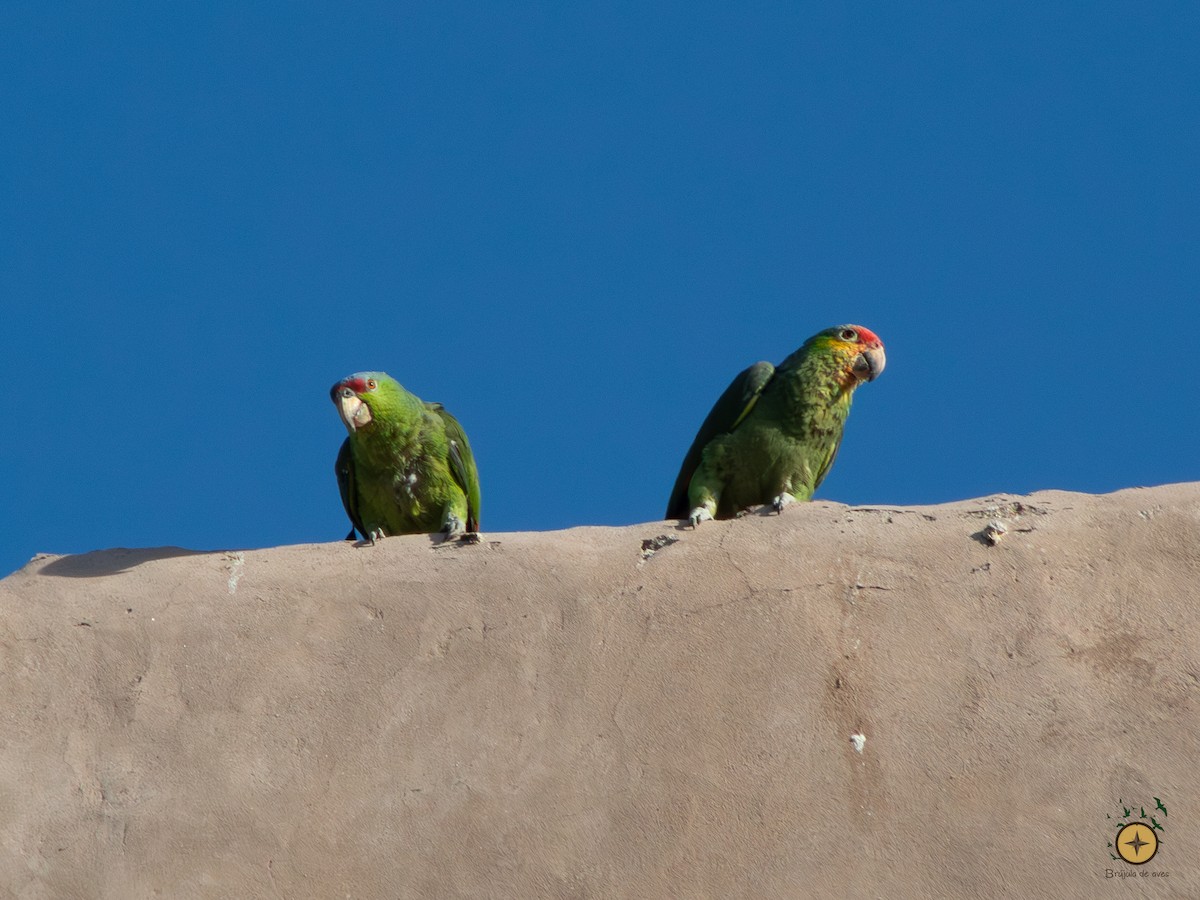 Red-crowned x Red-lored Parrot (hybrid) - ML591349241