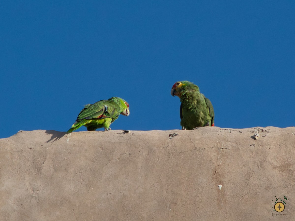 Red-crowned x Red-lored Parrot (hybrid) - ML591349251