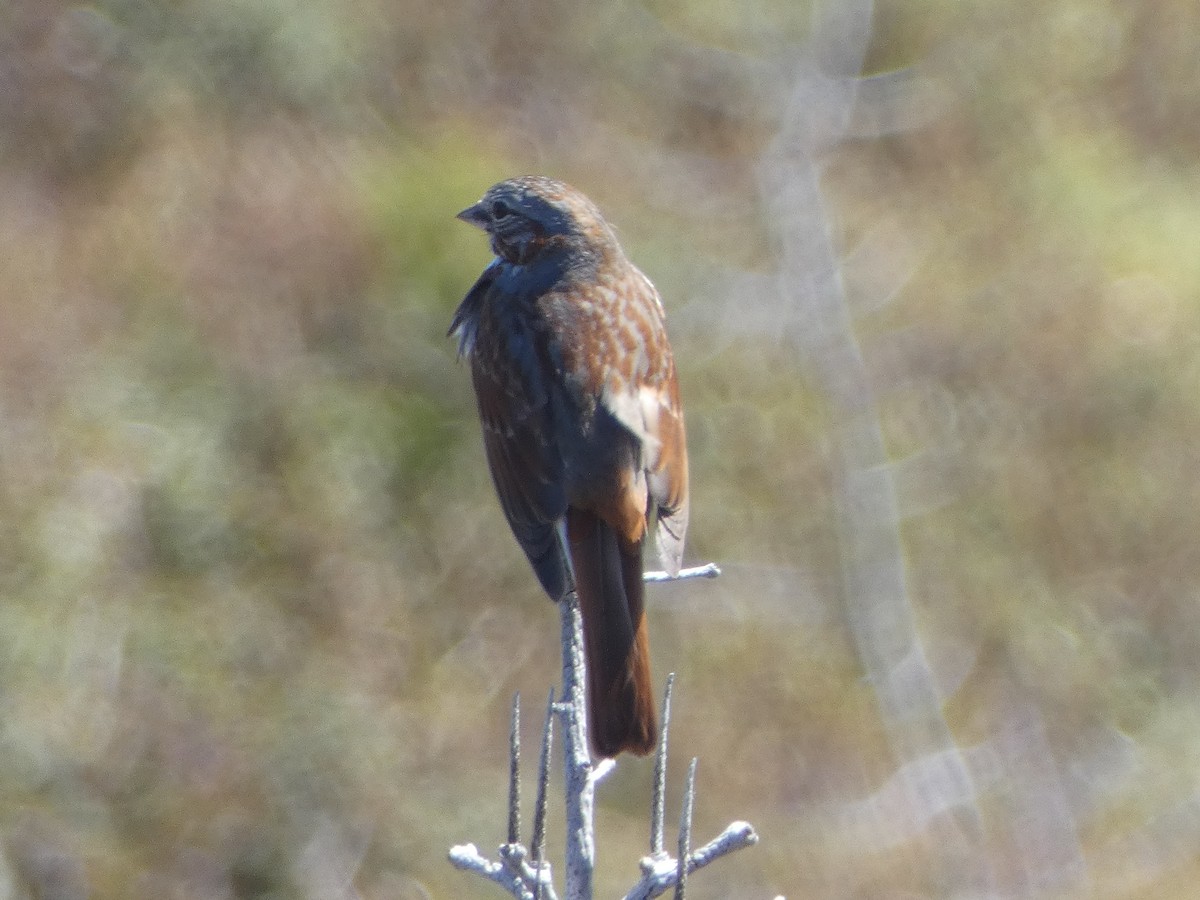 Fox Sparrow - ML591349921